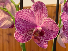Orchidea